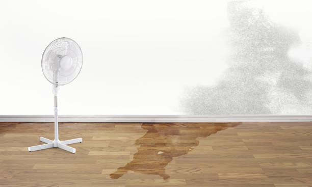 Best Carpet water damage restoration  in Kingston Springs, TN